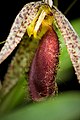 Muscarella megalops Labellum