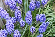 Muscari