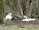 Seite 4: File:Mute Swan Nest 05-04-10 (4494401345).jpg Autor - Flickr: nottsexminer Lizenz: CC BY-SA 2.0