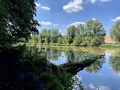 Teich mit Totholz bei Rotthaus