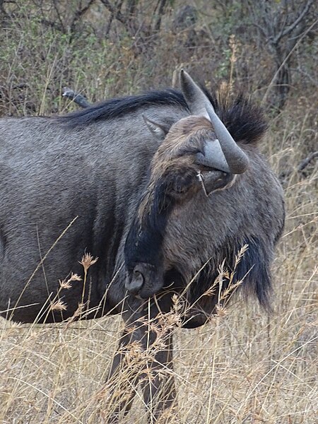 File:Nambiti Wildebeest 05.jpg