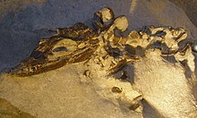 N. sp. fossil Nannosuchus sp 34.jpg