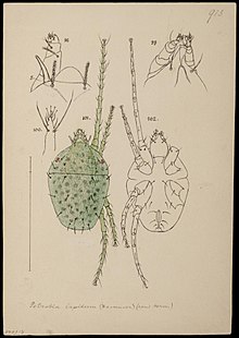 Naturalis bioxilma-xillik markazi - RMNH.ART.1390 ​​- Petrobia lapidum - oqadilar - Anthonie Cornelis Oudemans.jpeg to'plami