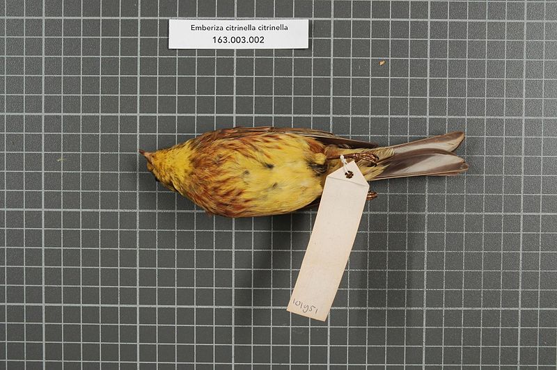 File:Naturalis Biodiversity Center - RMNH.AVES.101951 - Emberiza citrinella citrinella Linnaeus, 1758 - Emberizidae - bird skin specimen.jpeg