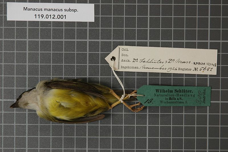 File:Naturalis Biodiversity Center - RMNH.AVES.121148 - Manacus manacus subsp. - Pipridae - bird skin specimen.jpeg