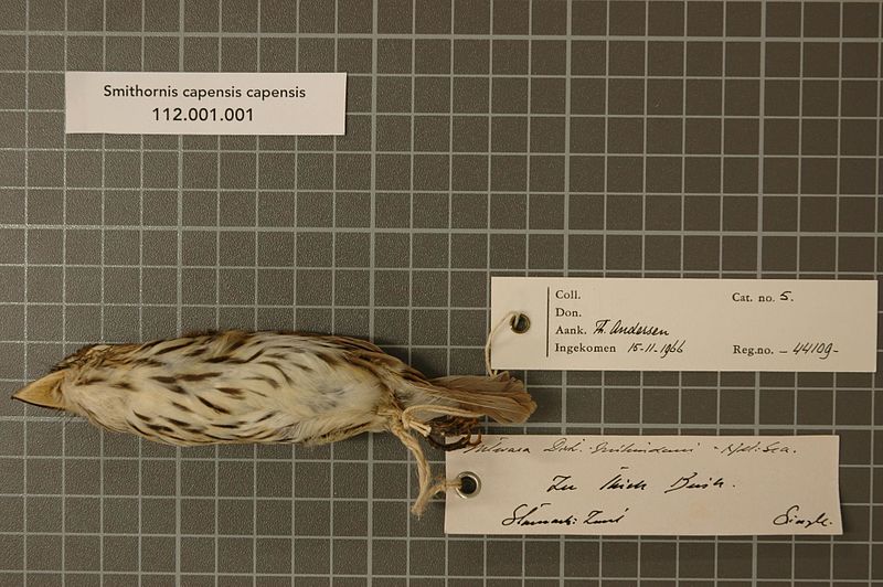 File:Naturalis Biodiversity Center - RMNH.AVES.44109 2 - Smithornis capensis capensis (A. Smith, 1840) - Eurylaimidae - bird skin specimen.jpeg