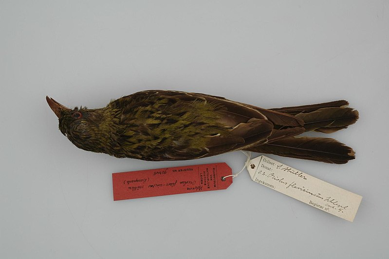 File:Naturalis Biodiversity Center - RMNH.AVES.90445 b T - Oriolus flavocinctus muelleri Bonaparte, 1850 - Oriolidae - skin - preserved specimen.jpeg
