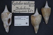 Центр биоразнообразия Naturalis - ZMA.MOLL.355044 - Cyrtulus serotinus Hinds, 1843 - Fasciolariidae - Mollusc shell.jpeg