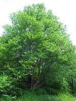 1 linden tree