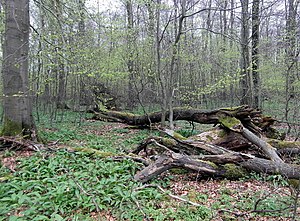 Meinsberg natural forest in the nature reserve