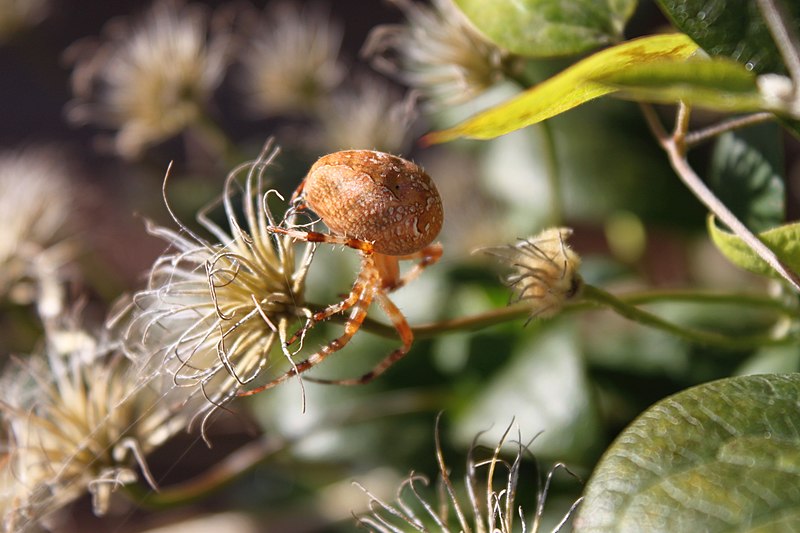 File:Neilson Orb Weaver.jpg