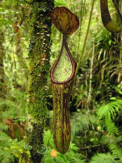 <i>Nepenthes copelandii</i> species of plant