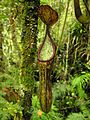 Nepenthes copelandii1.jpg