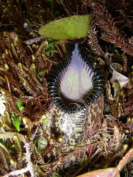 File:Nepenthes hamata8.jpg