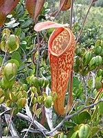 Nepenthes klossii maxima.jpg