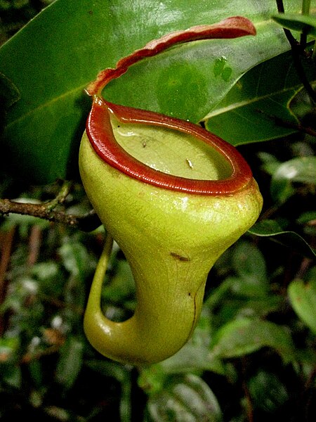 File:Nepenthes x pyriformis.jpg