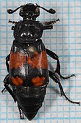 Nicrophorus vespilloides-mo.jpg