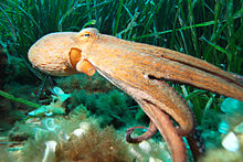 Polpo (Octopus vulgaris). Notare la forma globosa del mantello, privo di pinne, l'imbuto e le braccia non differenziate.