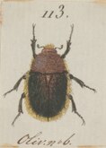 A plate illustration of Odontorrhina hispida.