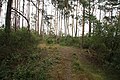 Čeština: Stará cesta a borovice v Přírodní rezervaci U Jezera u Mohelna, okr. Třebíč. English: Old path and pines in Nature reservation U Jezera near Mohelno, Třebíč District.