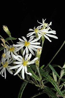 <i>Olearia stenophylla</i> Species of plant