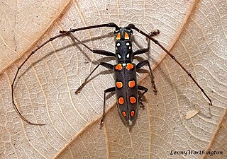 <i>Olenecamptus siamensis</i> Species of beetle