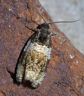 Descrizione dell'immagine Olethreutes fasciatana P1610994a.jpg.
