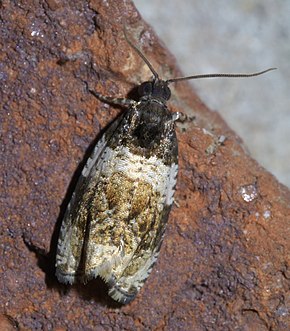 Descrierea imaginii Olethreutes fasciatana P1610994a.jpg.