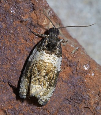 Olethreutes fasciatana, banded olethreutes, size: 8.2 mm Olethreutes fasciatana P1610994a.jpg