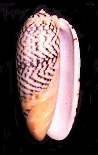 <i>Oliva reticulata</i> Species of gastropod