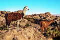 On and around Bolivias' Salar de Uyuni - llamas - (24212142473).jpg