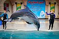 * Nomination One of the last captivated Dolphins of Canada --Wasiul Bahar 18:00, 10 November 2022 (UTC) * Decline  Oppose poor crop, weak composition, a bit noisy. --SHB2000 06:19, 11 November 2022 (UTC)