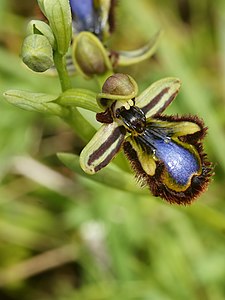 Ophrys speculum (flower & buds).jpg