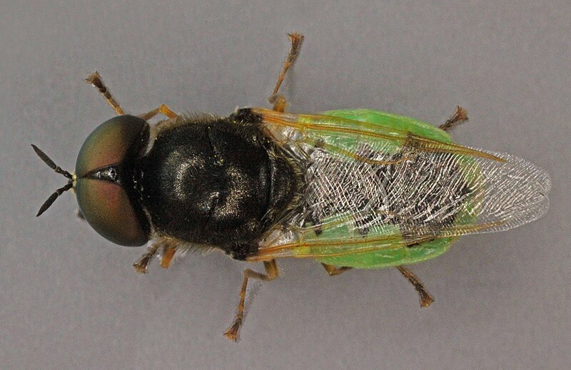 File:Oplodontha viridula, Harlech, North Wales, June 2011 2 (16863857524).jpg