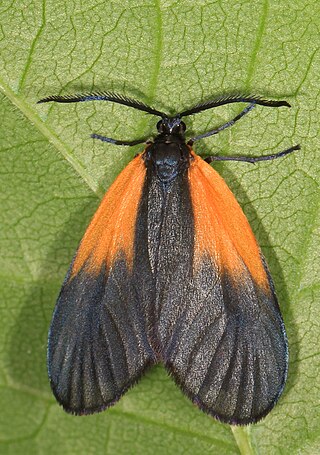 <i>Pyromorpha dimidiata</i> Species of moth