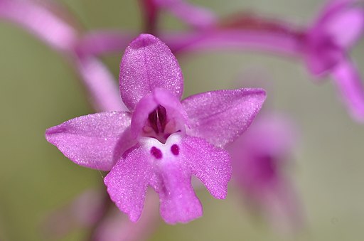 Orchis (Androrchis) quadripunctata (5689695057)