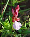 Orchis papilionacea