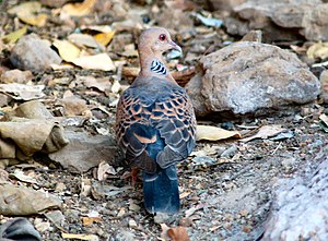 Orientalturtledove1.JPG