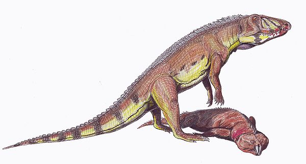 An interaction between two archosauromorphs: Ornithosuchus ( a member of Archosauriformes) scavenging on Hyperodapedon (a rhynchosaur)