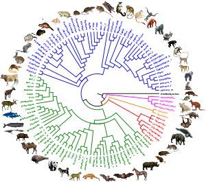 Genus-level molecular phylogeny of 116 extant mammals inferred from the gene tree information of 14,509 coding DNA sequences. The major clades are colored: Marsupials (magenta), Xenarthrans (orange), afrotherians (red), laurasiatherians (green), and euarchontoglires (blue). OrthoMaM v10b 2019 116genera circular tree.svg