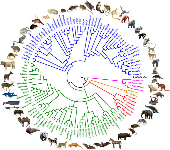 File:OrthoMaM v10b 2019 116genera circular tree.svg