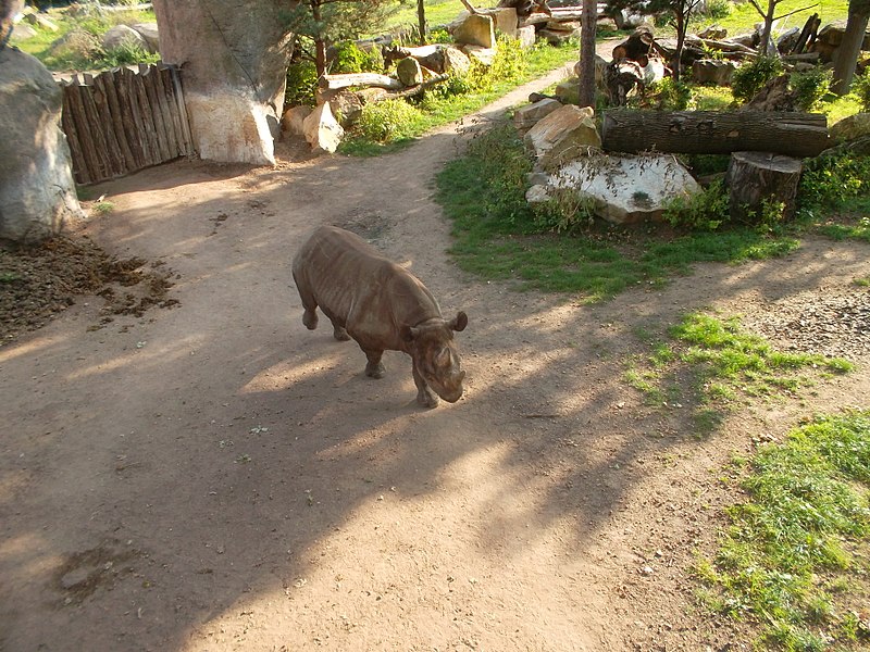 File:Ostafrikanisches Spitzmaulnashorn Zoo Leipzig (2).jpg