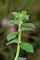 Spermacoce latifolia à Thrissur (Inde)