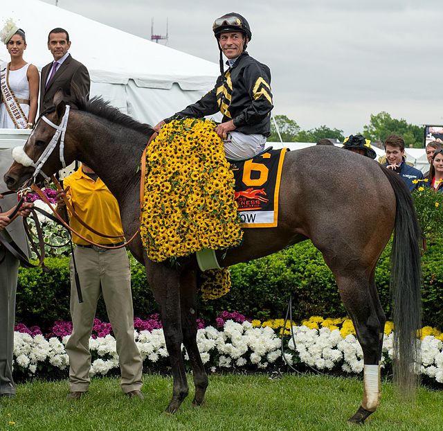 Oxbow in the winner's circle at the 2013 Preakness Stakes