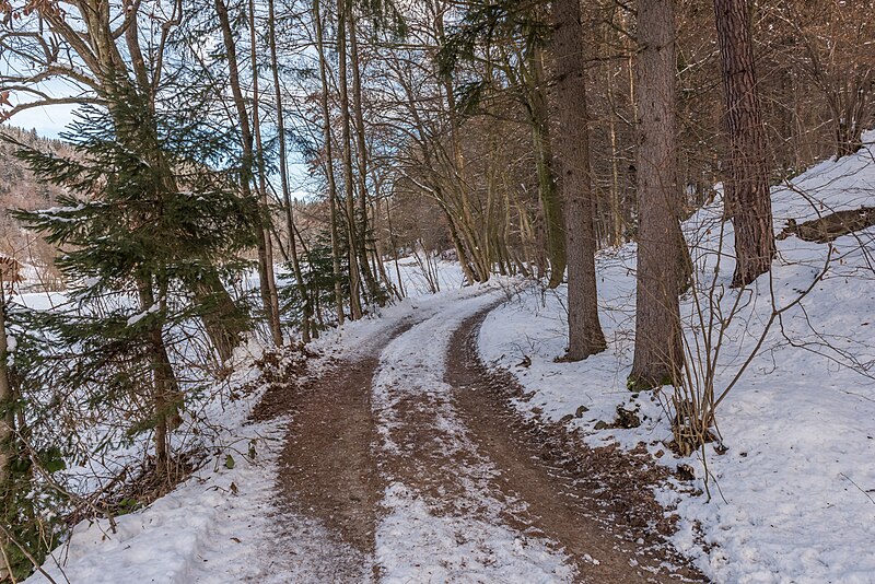 File:Pörtschach Winklern Brockweg Waldrand 14012021 0351.jpg