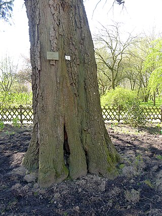 <i>Quercus afares</i> Species of oak tree