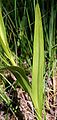 Ungeflecktes Blatt, Fleischfarbenes Knabenkraut (Dactylorhiza incarnata)