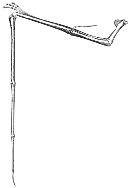 File:PSM V60 D327 Anterior extremity of pteranodon wing.png