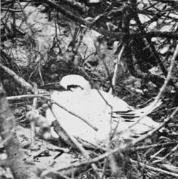 PSM V63 D334 Tropic bird on nest.png