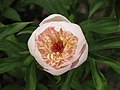 Paeonia lactiflora 'Zhemchuzhnaya Rossyp', Piwonia chińska 'Zhemchuzhnaya Rossyp', 2015-06-04